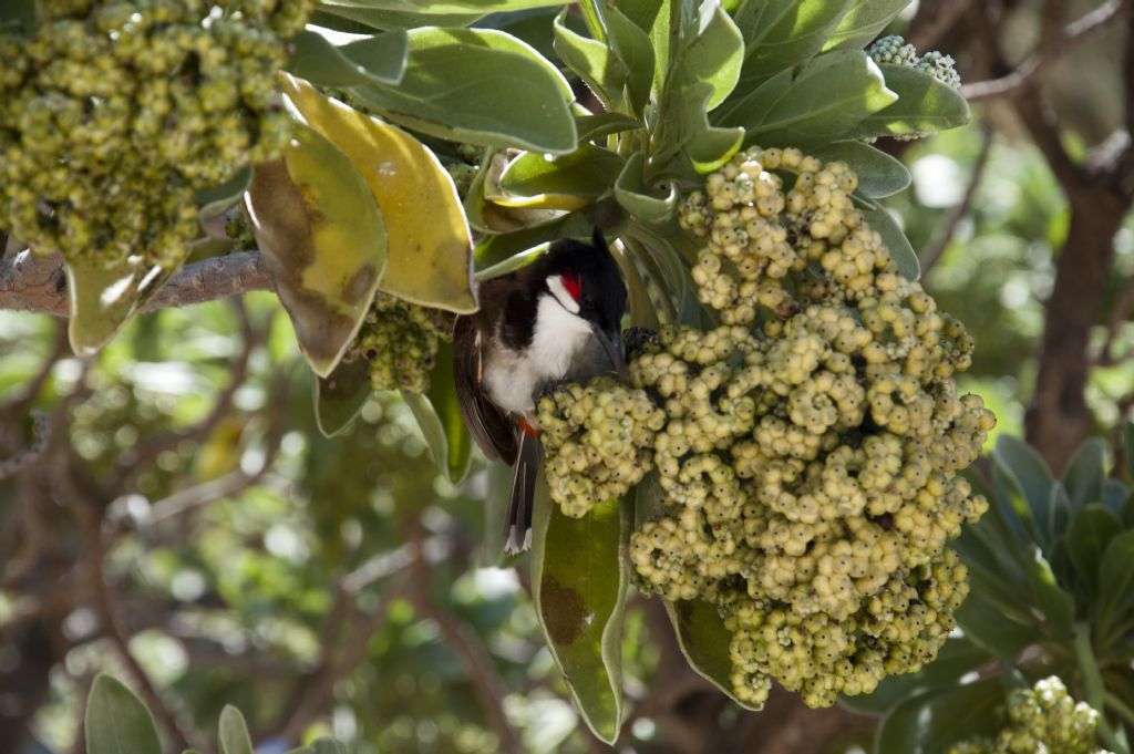 Heliotropium foertherianum (Boraginaceae)  - Mauritius